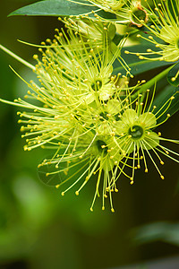 金金色的花朵天主神仙 菊花花园植物框架花瓣草本植物美丽叶子橙子生活宏观图片