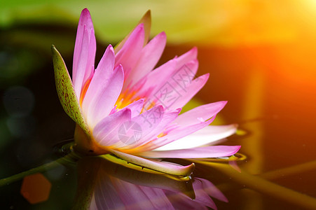 粉红水百合和在池塘中的反射植物荷花百合植物群花园水池绿色野花睡莲粉色图片