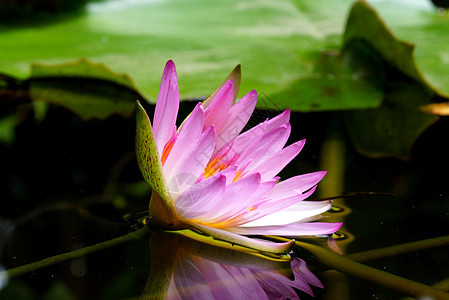 粉红水百合和在池塘中的反射粉色花园野花植物群植物水池睡莲百合绿色荷花图片