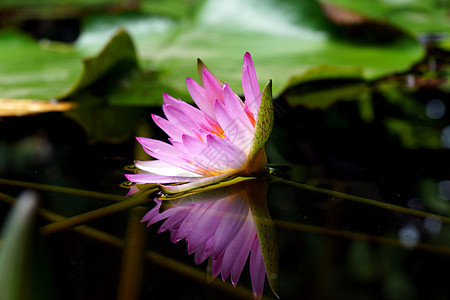 粉红水百合和在池塘中的反射睡莲绿色植物群百合粉色植物叶子荷花野花水池图片