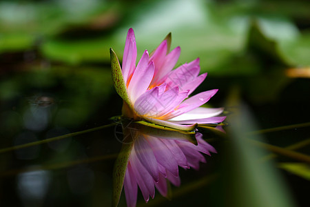 粉红水百合和在池塘中的反射花园绿色睡莲荷花野花粉色植物群叶子水池百合图片