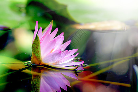 粉红水百合和在池塘中的反射水池粉色植物群荷花叶子百合植物花园野花睡莲图片