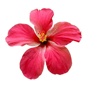 红碧皮花花生态田园风光环境绿色幸福颜色阳光花瓣植物图片