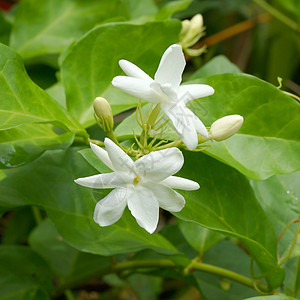 白茉莉花( 亚斯敏)图片