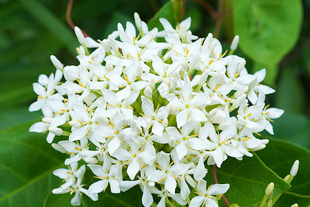 白色花朵是香味的新鲜品异国热带花瓣情调温泉香水花园邀请函公园卡片图片