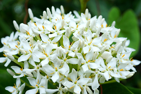 白色花朵是香味的新鲜品花瓣热带植物花园卡片气味香水温泉邀请函情调图片