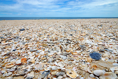 沙滩上的贝壳假期晴天海岸阳光旅游海景热带气候海洋天空图片