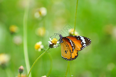 蝴蝶的名字是草花上的红色拉西温白色风格生活翅膀花园昆虫装饰场地植物季节性图片