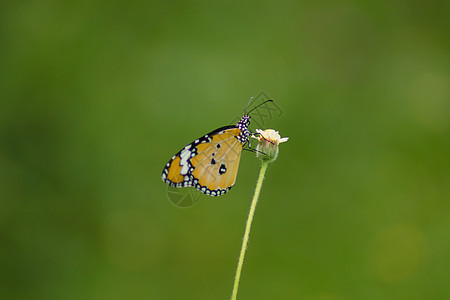 蝴蝶的名字是草花上的红色拉西温叶子黑色翅膀晴天白色荒野绿色装饰昆虫季节性图片