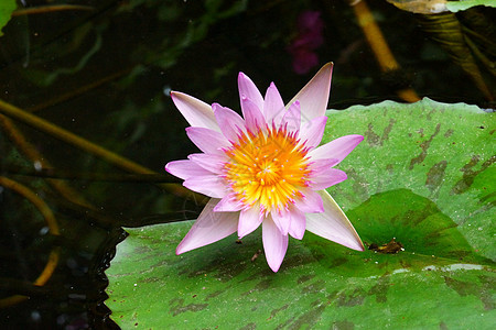 莲花或睡莲花盛开黄色百合荷花花园花瓣白色叶子美丽植物植物学图片