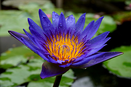 莲花或睡莲花盛开花园百合植物学叶子美丽白色黄色绿色植物群花瓣图片