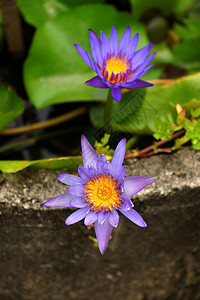 莲花或睡莲花盛开植物学植物美丽叶子白色百合植物群花园花瓣荷花图片