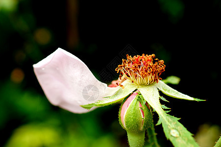 花环玫瑰图片