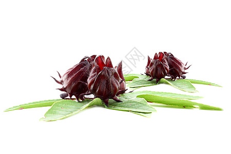 洛神花或玫瑰水果植物热带木槿拉丁国家树叶茶点味道农场蔬菜背景