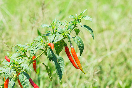 红辣椒红色辣椒蔬菜生长花园叶子收成园艺植物食物图片