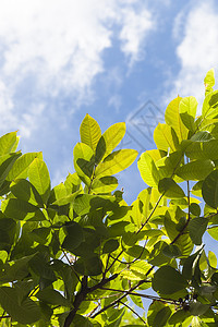 一棵树的分支公园蓝色绿色植物木头白色叶子场地树木季节图片