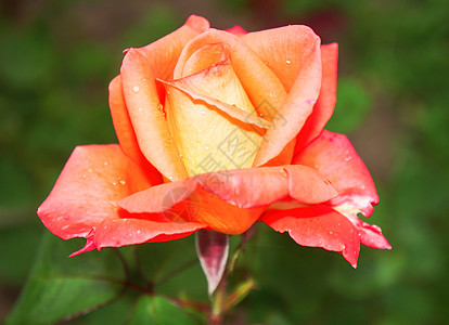 美丽的鲜花 粉红的玫瑰图片