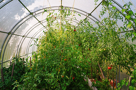 在温室中生长的番茄营养生产蔬菜培育农场绿色植物收获叶子栽培植物图片