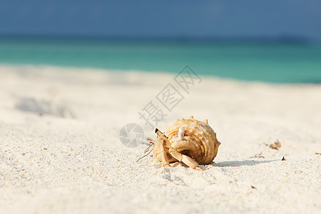 沙滩的寄居蟹白色风景甲壳海洋贝类假期荒野野生动物海岸线螃蟹图片
