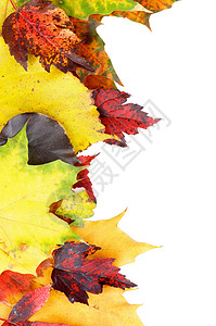 秋叶框架水平季节性红色植物学饱和色树叶黄色绿色棕色活力图片