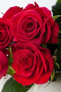 红玫瑰女性宏观花瓣水滴情人花园婚礼生日花束花朵图片