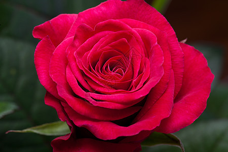 红玫瑰植物生日念日婚礼花朵花束花瓣宏观情人水滴图片