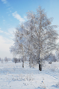 雪中风景与蓝天对立 冬天的景象场景农村桦木寒意冬令荒野孤独季节冻结天空图片