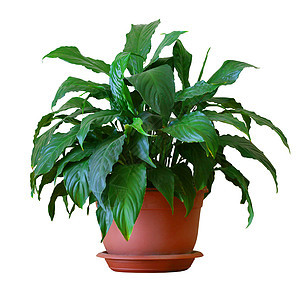 硫磺叶子栽培绿色植物群生活棕色盆栽植物热带发芽图片
