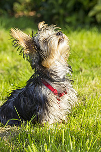 日空深井猎犬毛皮花园伴侣动物宠物乐趣哺乳动物小狗头发图片