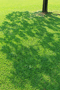 树树的阴影太阳季节阳光晴天热带叶子射线草地绿色环境图片