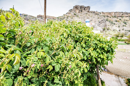 塞克高原上的玫瑰旅游旱谷旅行沙漠栽培丘陵山脉香水冒险峡谷图片