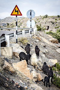 阿曼羊羊农业假货旱谷踪迹地质学旅行高原冒险丘陵骨折图片