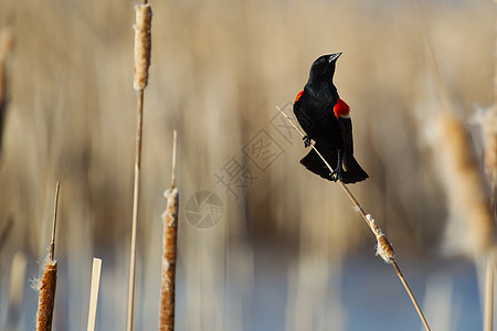 红翼黑鸟红色黑鸟沼泽动物灰色湿地红翅蓝色黄色黑色图片