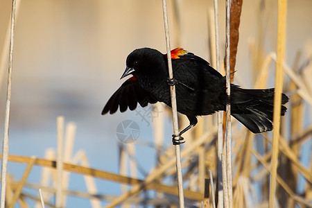 红翼黑鸟黑色黑鸟黄色动物男性翅膀红翅灰色蓝色棕色图片