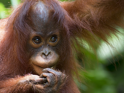 婆罗洲奥兰古人濒危雨林野生动物动物森林荒野物种丛林橙子动物园图片