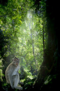 长尾麦卡克猴子猕猴灵长类野生动物乌布花园晴天猴林动物荒野丛林图片