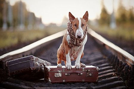 英国斗牛场的铁轨上有手提箱犬类游客围巾旅行行李小狗铁路斗牛犬动物牛犬图片