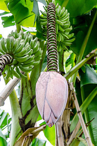 树上带软绿色背景的香蕉芽或香蕉花图片