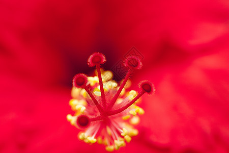 中国玫瑰花植物群白色黄色活力宏观红色花瓣环境蓝色黑色图片