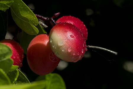马诺霍收成奇观水果植物群靶心天空荚蒾场地荆棘浆果图片