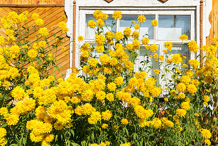 村屋前的黄色花朵纹饰村庄国家建筑学乡村雕刻房子木头裂缝快门图片