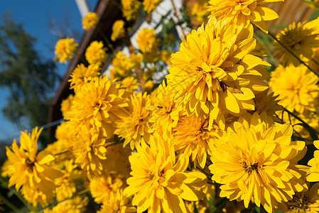 村屋前的黄色花朵农村农场绿色村庄花园乡村农家房子阳光公园背景图片