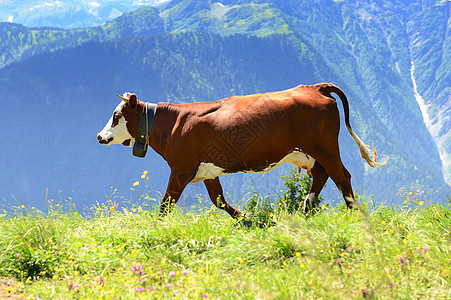 夏季的阿尔卑斯山牛奶牛草地奶制品哺乳动物牛肉稻草天空晴天草本植物动物图片