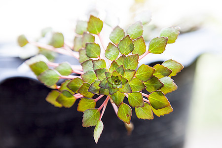 水厂植物红豆马赛克图片