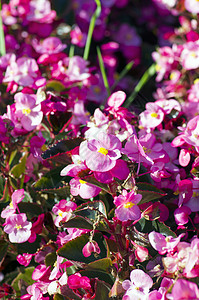 粉红 begonia植物岩石花园生长衬套植物群石头露天植物学色彩图片