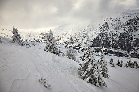 冬季森林冻结松树环境树木滑雪场景薄雾辉光爬坡冻伤图片