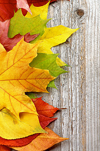秋叶框架叶子植物学活力树叶边界枫叶空地橙子季节性植物图片