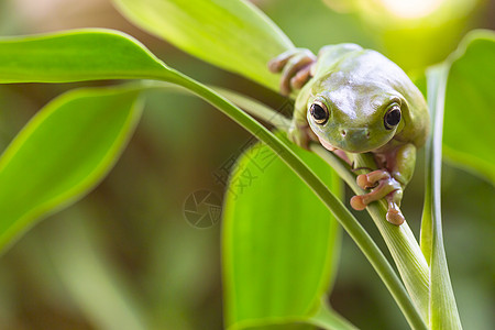 澳大利亚绿树青蛙动物树蛙叶子植物好奇心环境野生动物宏观蟾蜍两栖图片