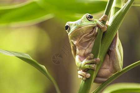 澳大利亚绿树青蛙两栖绿色眼睛树蛙动物环境森林生态雨林植物图片
