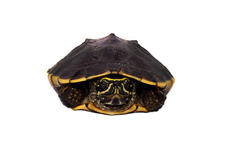 白底白色上吃鼻涕的海龟荒野野生动物少年速度环境宠物爬虫水龟爬行动物生态图片